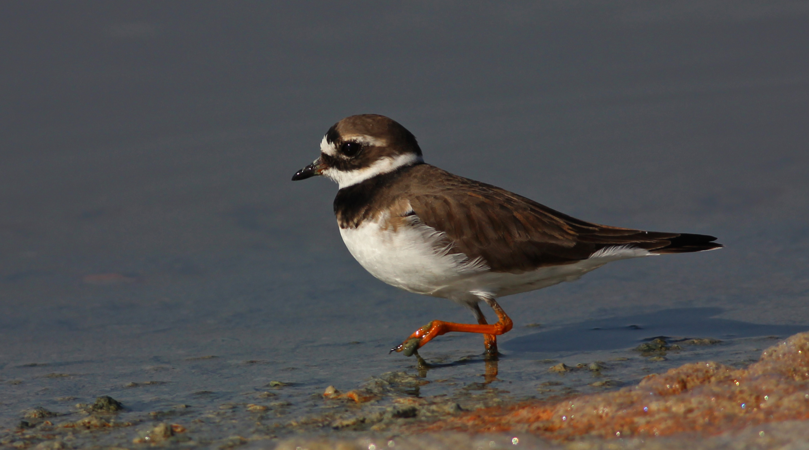 Common Ringed Plover